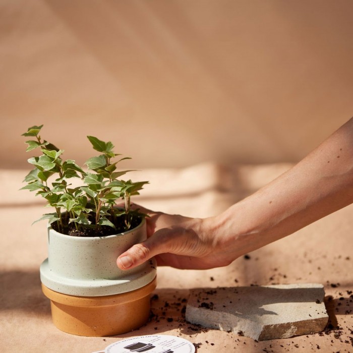 Folia Red Κεραμικό κερί, Saffron Rose 326gr - Paddywax